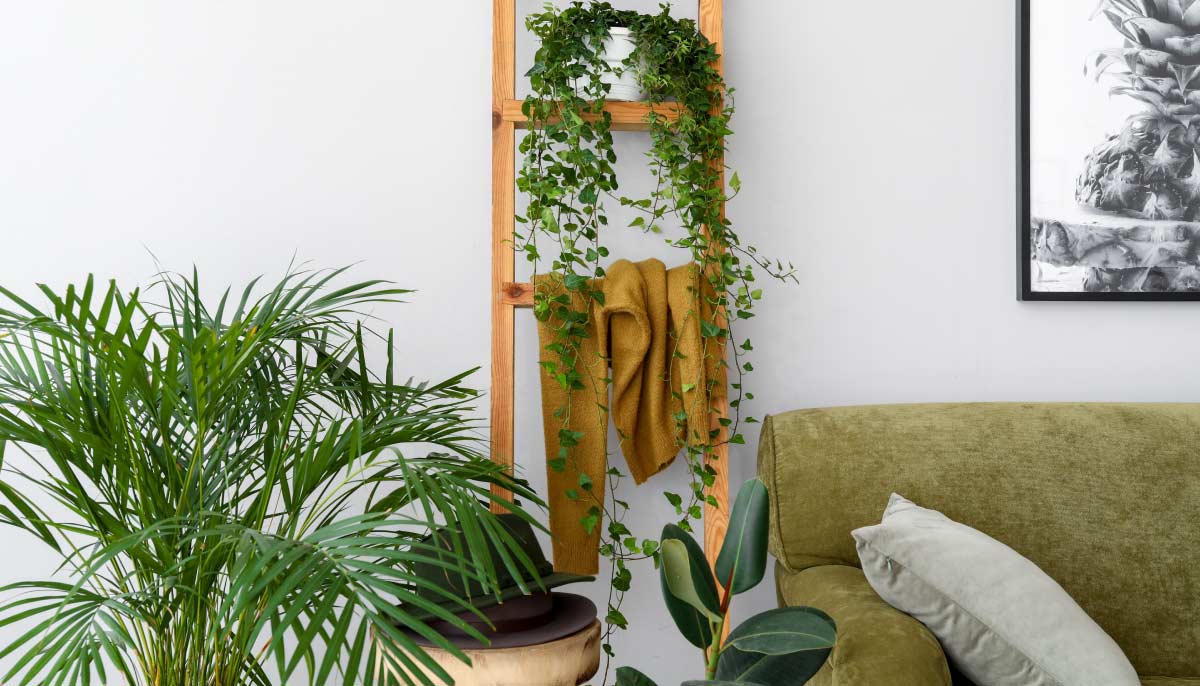 Houseplants to choose for a healthier home.