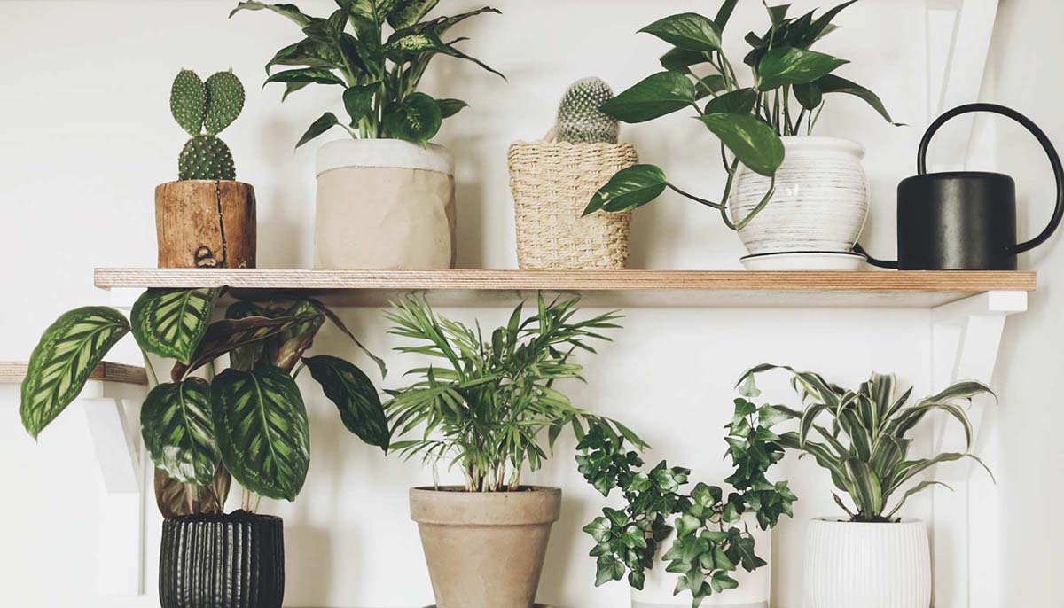 Plants on shelves