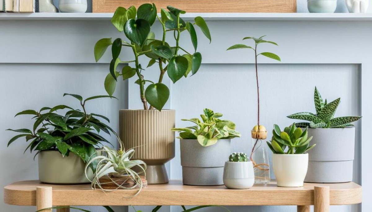 Plants on a table