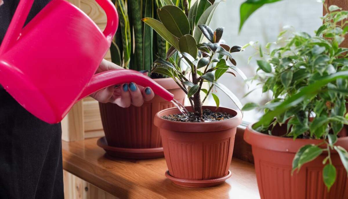 Watering houseplants