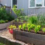 Companion Planting: Some Plants Are Better Together!