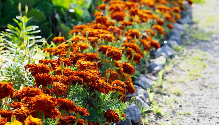 marigolds planted in a border